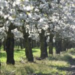 Kirschblüte Altes Land